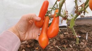 У коллекционера томатов Натальи Ёлушкиной . Август 2021