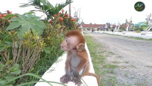 Cola baby monkey cries angry sister Lyly - Baby Cola & baby Johnson