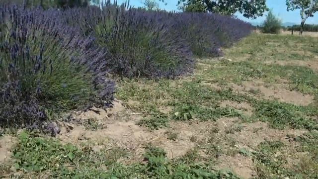 "Один день из жизни художника" Пленэр на поле Лаванды. смотреть онлайн