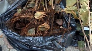 Фундук Обзор саженцев фундука Сирена Каталонский и Гигант Галле...