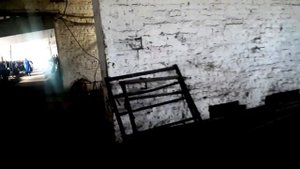 Робот на Ферме КРС. Экономия 3 млн в год. Племенные нетели молочных пород. Дойные коровы и ферма.