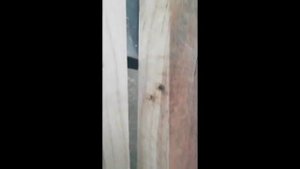 Качественная сушка дуба.  Проверка остаточных напряжений в доске и замер влажности внутри доски.