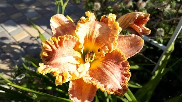 Дарла Анита смотреть онлайн