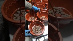 Пересадка ампельной и суперкаскадной петунии в кашпо.