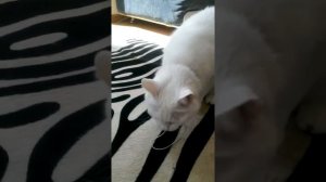 Кот ест резинку:-)