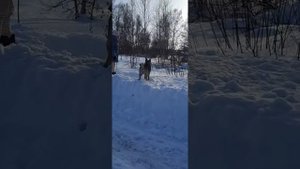 Редкая охотничья собака или прогулка с Норвежской лайкой(Элькхунд)