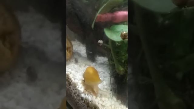 Малыши гупешки. смотреть онлайн