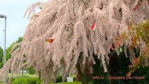 Тамарикс четырехтычинковый Африкана ? обзор: как сажать, саженцы тамарикса Африкана