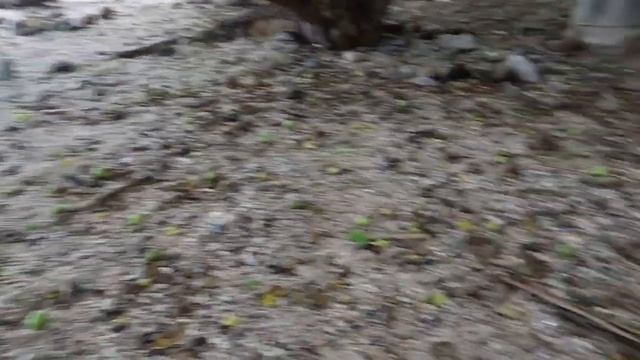 ДЕРЕВО СМЕРТИ: что из себя представляет и где растет самое опасное и ядовитое дерево в мире смотреть онлайн