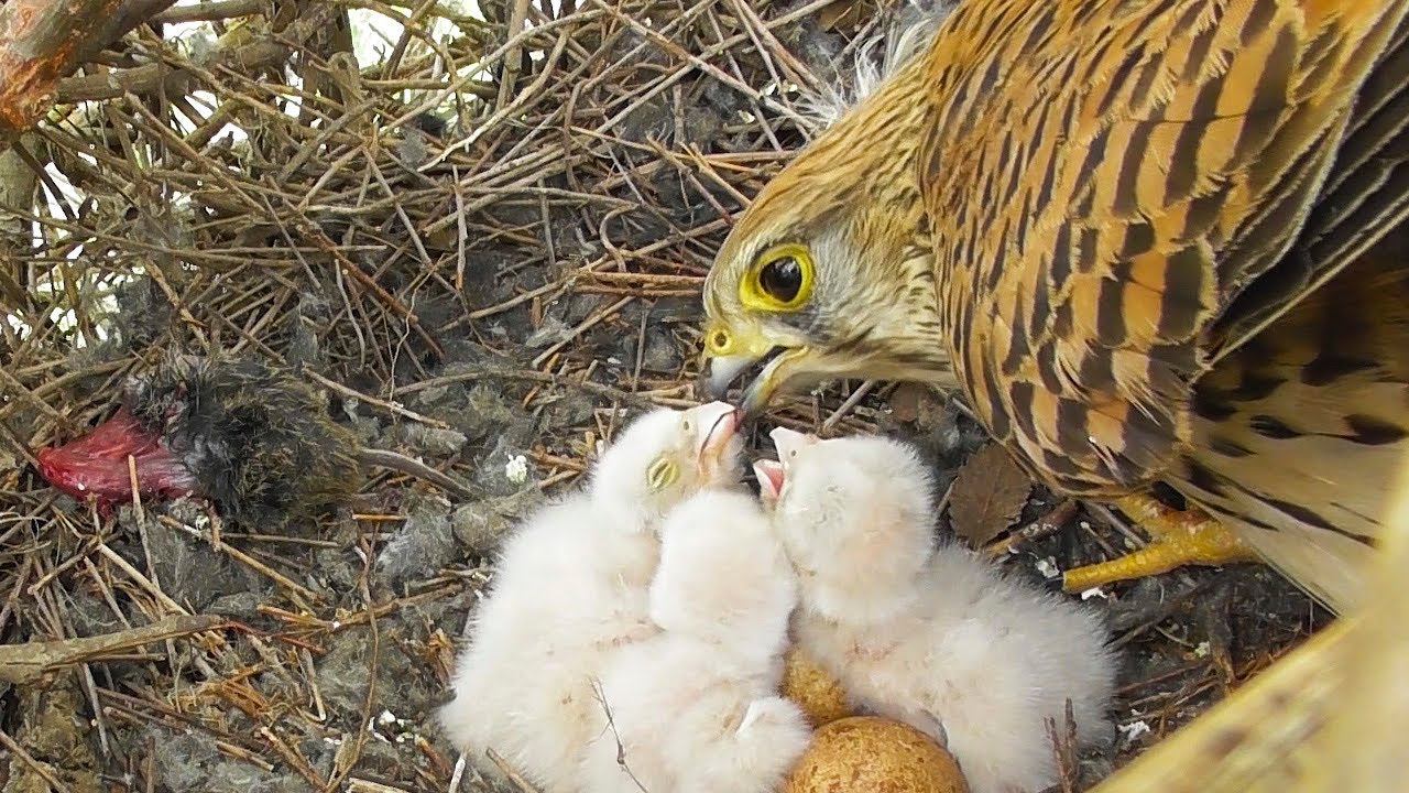 Сокол Пустельга. От яйца до вылета птенцов / Common Kestrel nest смотреть онлайн