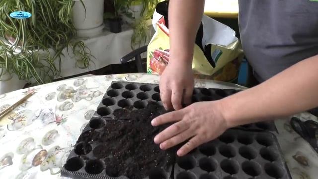 Посев томатов - как получить дружные всходы рассады. Отличный результат смотреть онлайн