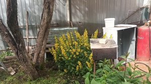 Что растет в тени, полутени 0.mp4