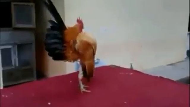 Петух кричит и падает в обморок видео