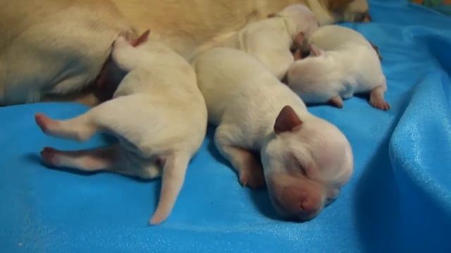 ЩЕНКИ ЧИ ХУА ХУА www.chihuahua-moscow.ru смотреть онлайн