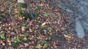 #Квадроциклы #Stels #CF Moto Квадро OffroadSpb на квадроциклах Стелс 600 Динли,ЦФ Мото Х8,ЦФ Мото50