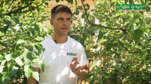 Уход за яблонями и грушами. Выращивание яблони и груши: основные правила ухода.