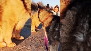 ХАСКИ ЧУТЬ НЕ ЗАГРЫЗЛА СОБАКУ😱