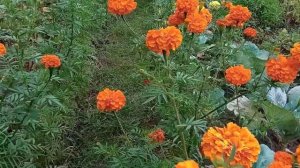 ?️?️?️??? ВЫСОКОРОСЛЫЕ БАРХАТЦЫ