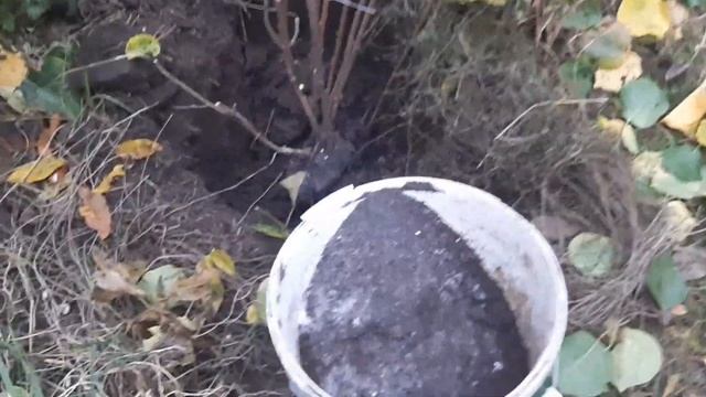 Высаживаем гортензию, юкки, хризантемы. смотреть онлайн