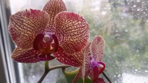 Моя безымянная орхидея.