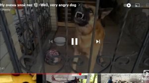 Ну очень злой собака пес