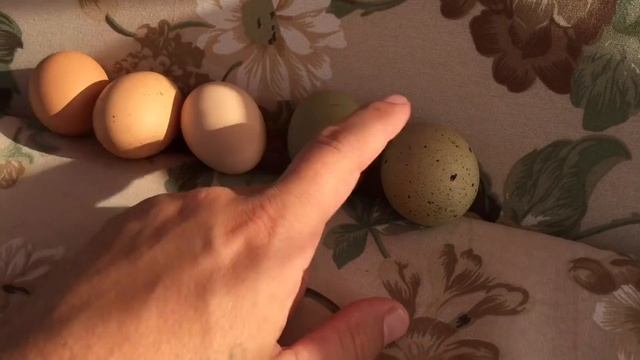 жизнь вне орхидей 65. пруд ГАДЮЧИЙ, кремовые яйца коралловых куриц