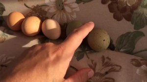 жизнь вне орхидей 65. пруд ГАДЮЧИЙ, кремовые яйца коралловых куриц