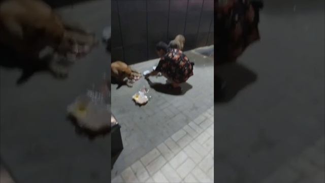 Доброта к животным кажется мне одним из самых элементарных уроков.