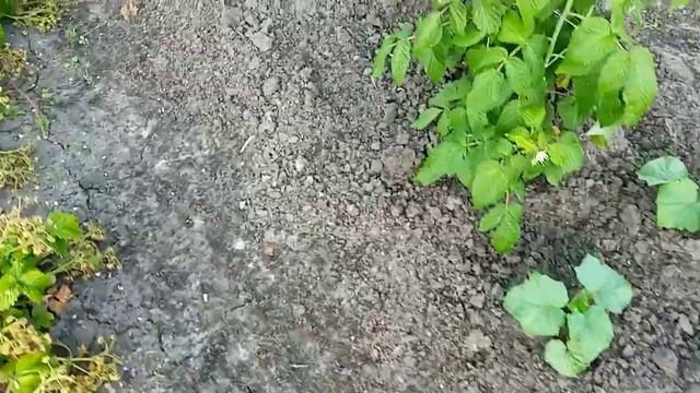 Огурцы "КОНКУРЕНТ" Взошли. Как выглядят на 24 июня 2021г смотреть онлайн