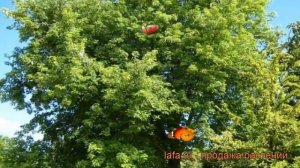 Клен сахаристый Пирамидалис (acer) ? клен Пирамидалис обзор: как сажать крупномеры клена Пирамидали