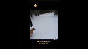 смешные видео про животных #2