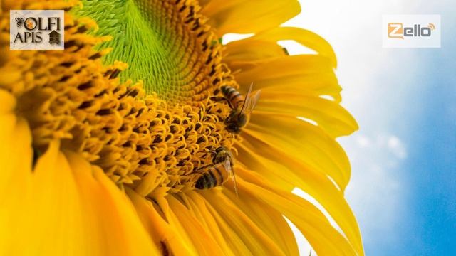 #Кашковский В.Г. Со скольких растений пчелы собирают пыльцу ??? смотреть онлайн