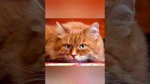 РЫЖИЙ КОТ: ПРИМЕТЫ И ПОВЕРЬЯ