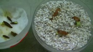 Адениум из семян! Сравнивание способов проращивания! Посев от 04/01/2022, обзор 15 01 2022