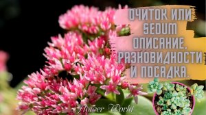 Очиток или Sedum описание, разновидности и посадка.☘?