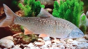 обитатели рек и озёр