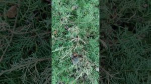 как выглядит ель обыкновенная Виллз Цверг в возрасте 10 лет? picea abies Will's Zwerg and others