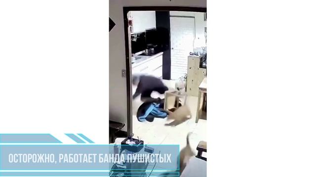 Осторожно, работает банда пушистых смотреть онлайн