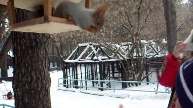 Очень смелая белочка в зоопарке 3.12.17г
