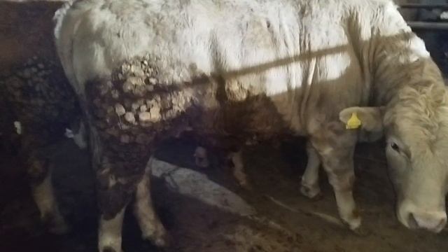 Откорм бычков как правильно нужно начинать откорм  какое количество кормовых нужно использовать!