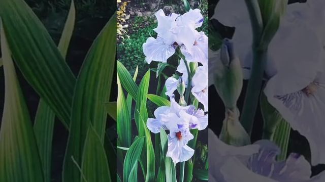 Маха Мантра. Вриндаван смотреть онлайн