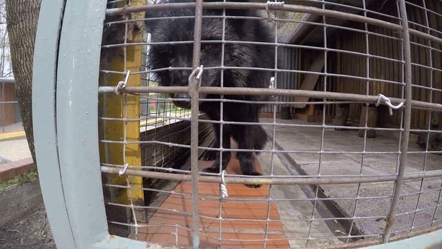 ростовский зоопарк чернобурка смотреть онлайн