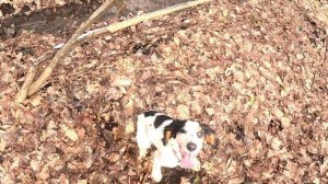 Охота на КУНИЦУ в Краснодарском крае!Первый ТРОФЕЙ #охотанакуницу#косуля#охота#охотанасоболя#2024