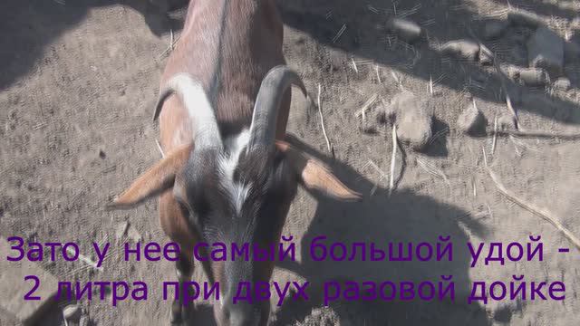 Как часто рождаются козочки? У камерунских коз рождаются одни козлы?