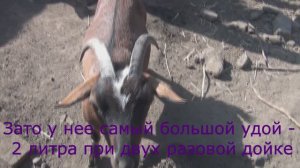 Как часто рождаются козочки? У камерунских коз рождаются одни козлы?