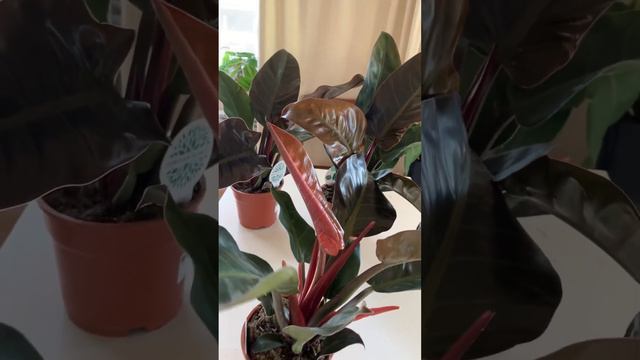 Филодендрон Империал Ред смотреть онлайн