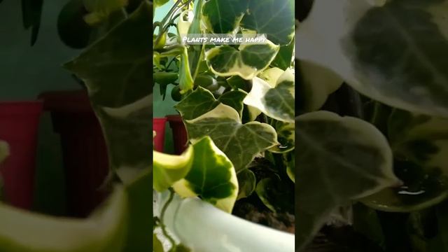 English Ivy Plant 🌿// @Deepikasangdenvlog #englishivy смотреть онлайн