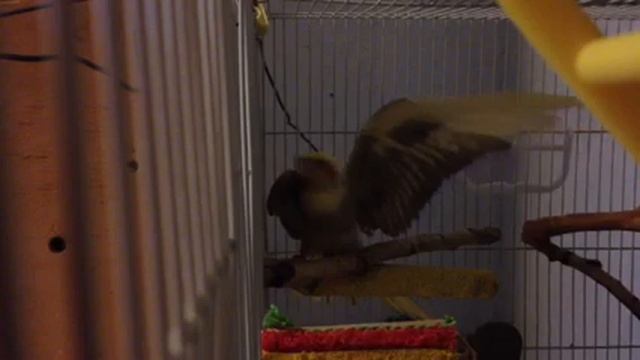 Девочка корелла поет как мальчик смотреть онлайн