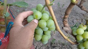 Виталино(0662571710)