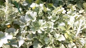 Дыни под пленкой